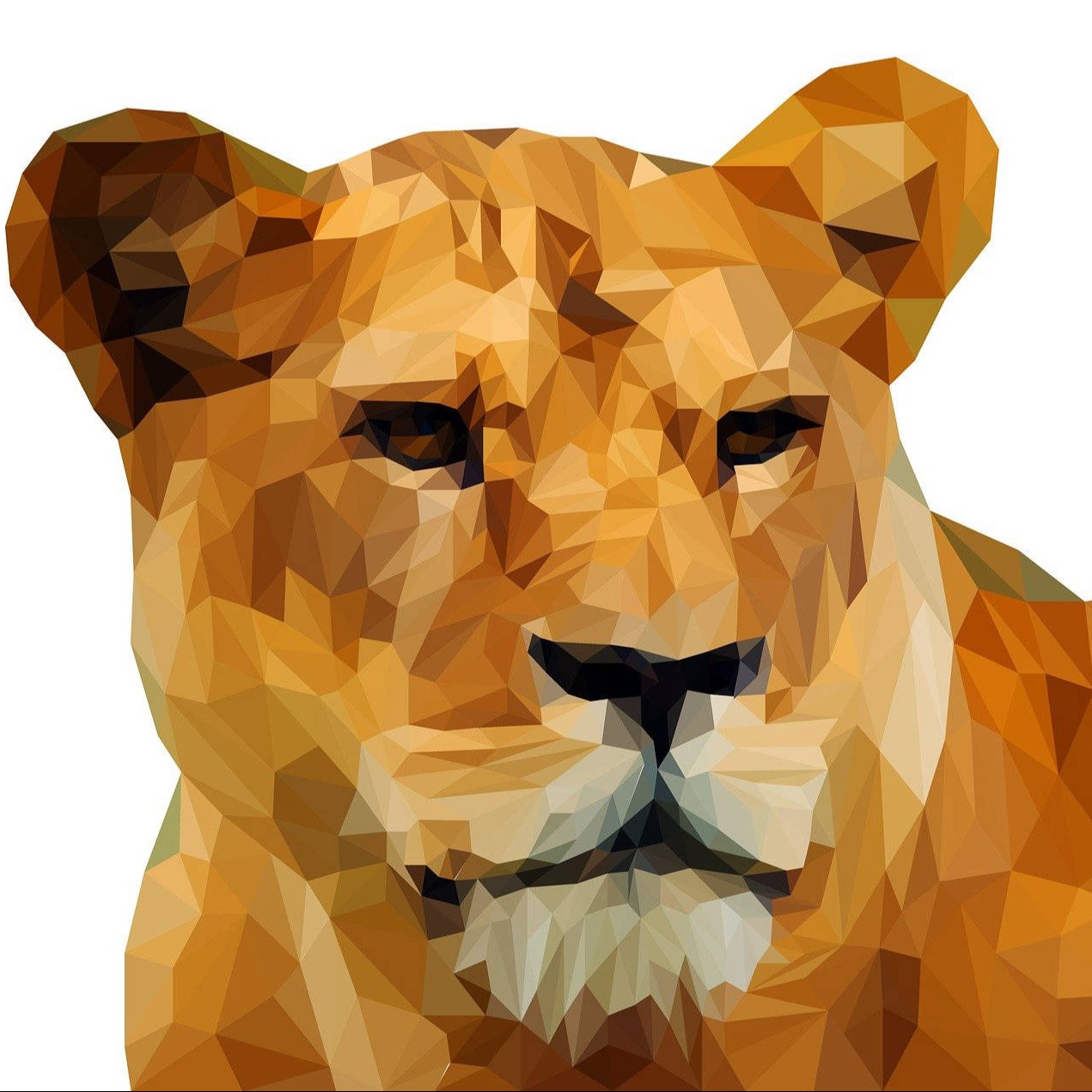 lioness